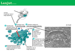 Lanjut….

 cis face
 (“receiving” side of
 Golgi apparatus)




                        1 Vesicles move    2 Vesicles coalesce to                0.1 0 µm
    6 Vesicles also       from ER to Golgi  form new cis Golgi cisternae
      transport certain
     proteins back to ER                        Cisternae
                                                        3 Cisternal
                                                        maturation:
                                                        Golgi cisternae
                                                        move in a cis-
                                                        to-trans
                                                        direction
                                                         4 Vesicles form and
                                                         leave Golgi, carrying
                                                         specific proteins to
                                                         other locations or to
                                                         the plasma mem-
    5 Vesicles transport specific                        brane for secretion
                                            trans face
      proteins backward to newer            (“shipping” side of
      Golgi cisternae                       Golgi apparatus)
 