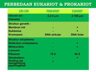 PERBEDAAN EUKARIOT & PROKARIOT
         CIRI-CIRI       PROKARIIOT    EUKARIOT
 Ukuran sel :            0,2-5 µm      2-100 µm
 Diameter
 Struktur genetik :
 Membran inti                -            +
 Nukleolus                   -            +
 Kromosom               DNA sirkular   DNA linier
 Struktur sitoplasma:
 Retikulum endoplasma        -            +
 Mitokondria                 -            +
 Lisosom                     -             -
 Ribosom                   70 S          80 S
 Stioskeleton                -            +
 Dinding sel                +              -
 mengandung
 peptidoglikan
 