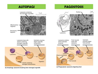 AUTOFAGI                                                   FAGOSITOSIS
                                                                                                          Nucleus               1 µm
                         Lysosome containing
                                                          1µm
                         two damaged organelles




        Mitochondrion
        fragment


        Peroxisome
        fragment
                                                                            Lysosome




                     Lysosome fuses with          Hydrolytic enzymes     Lysosome contains      Food vacuole        Hydrolytic
                     vesicle containing           digest organelle       active hydrolytic      fuses with          enzymes digest
                     damaged organelle            components             enzymes                lysosome            food particles


                                                                                             Digestive
                                                                                             enzymes


                                                                                Lysosome
       Lysosome
                                                                       Plasma membrane

                                                                                                                           Digestion

                                                                                           Food vacuole
                                                          Digestion
                             Vesicle containing
                             damaged mitochondrion

                                                                       (a) Phagocytosis: lysosome digesting food
(b) Autophagy: lysosome breaking down damaged organelle
 