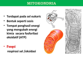 MITOKONDRIA


• Terdapat pada sel eukariot
• Bentuk seperti sosis
• Tempat penghasil energi
  yang mengubah energi
  kimia secara fosforilasi
  oksidatif (ATP)

• Fungsi
  respirasi sel /oksidasi
 