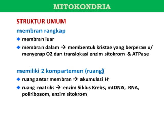 MITOKONDRIA
STRUKTUR UMUM
membran rangkap
 membran luar
 membran dalam  membentuk kristae yang berperan u/
 menyerap O2 dan translokasi enzim sitokrom & ATPase


memiliki 2 kompartemen (ruang)
 ruang antar membran  akumulasi H+
 ruang matriks  enzim Siklus Krebs, mtDNA, RNA,
 poliribosom, enzim sitokrom
 