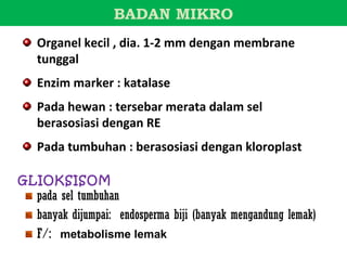BADAN MIKRO
  Organel kecil , dia. 1-2 mm dengan membrane
  tunggal
  Enzim marker : katalase
  Pada hewan : tersebar merata dalam sel
  berasosiasi dengan RE
  Pada tumbuhan : berasosiasi dengan kloroplast

GLIOKSISOM
  pada sel tumbuhan
  banyak dijumpai: endosperma biji (banyak mengandung lemak)
  F/: metabolisme lemak
 
