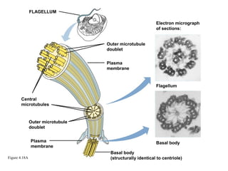 FLAGELLUM

                                                           Electron micrograph
                                                           of sections:


                                   Outer microtubule
                                   doublet


                                   Plasma
                                   membrane


                                                           Flagellum


       Central
       microtubules


               Outer microtubule
               doublet


               Plasma                                      Basal body
               membrane
                                    Basal body
Figure 4.18A                        (structurally identical to centriole)
 