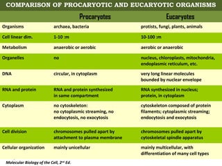 COMPARISON OF PROCARYOTIC AND EUCARYOTIC ORGANISMS
                                          Procaryotes                    Eucaryotes
Organisms                   archaea, bacteria               protists, fungi, plants, animals

Cell linear dim.            1-10 :m                         10-100 :m

Metabolism                  anaerobic or aerobic            aerobic or anaerobic

Organelles                  no                              nucleus, chloroplasts, mitochondria,
                                                            endoplasmic reticulum, etc.

DNA                         circular, in cytoplasm          very long linear molecules
                                                            bounded by nuclear envelope

RNA and protein             RNA and protein synthesized     RNA synthesized in nucleus;
                            in same compartment             protein, in cytoplasm

Cytoplasm                   no cytoskeleton:                cytoskeleton composed of protein
                            no cytoplasmic streaming, no    filaments; cytoplasmic streaming;
                            endocytosis, no exocytosis      endocytosis and exocytosis

Cell division               chromosomes pulled apart by     chromosomes pulled apart by
                            attachment to plasma membrane   cytoskeletal spindle apparatus

Cellular organization       mainly unicellular              mainly multicellular, with
                                                            differentiation of many cell types
      5
 Molecular Biology of the Cell, 2nd Ed.
 