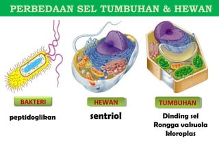 PERBEDAAN SEL TUMBUHAN & HEWAN




   BAKTERI       HEWAN
                 HEWAN      TUMBUHAN
                            TUMBUHAN
peptidoglikan   sentriol     Dinding sel
                           Rongga vakuola
                              kloroplas
 