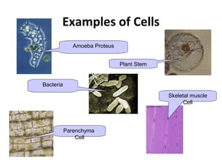Examples of Cells
              Amoeba Proteus


                               Plant Stem


Bacteria
                                            Skeletal muscle
                                                  Cell




           Parenchyma
               Cell
 