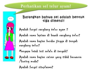 Perhatikan sel telur ayam!

  Bayangkan bahwa sel adalah bentuk
            tiga dimensi!

Apakah fungsi cangkang telur ayam ?
Apakah nama lapisan di bawah cangkang telur?
Apakah nama bagian bundar jingga di tengah
cangkang telur?
Mengapa letak inti selalu di tengah?
Apakah nama bagian cairan yang tidak berwarna
/kuning muda?
Apakah fungsi sitoplasma?
 
