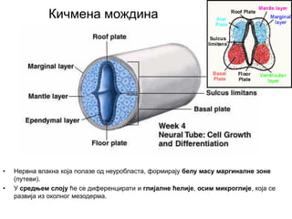 Кичмена мождина
• Нервна влакна која полазе од неуробласта, формирају белу масу маргиналне зоне
(путеви).
• У средњем слоју ће се диференцирати и глијалне ћелије, осим микроглије, која се
развија из околног мезодерма.
 