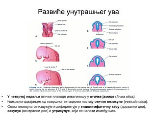 • У четвртој недељи отичке плакоде инвагинишу у отичке јамице (fovea otica).
• Њиховим одвајањем од површног ектодерма настају отичке везикуле (vesicula otica).
• Свака везикула се издужује и диферентује у ендолимфатичну кесу (дорзални део),
сакулус (вентрални део) и утрикулус, који се налази између њих.
Развиће унутрашњег ува
 