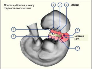 Пресек ембриона у нивоу
фарингеалног система
УСЕЦИ
НЕРВНА
ЦЕВ
 