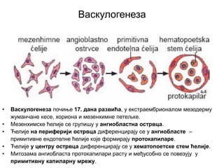 Васкулогенеза
• Васкулогенеза почиње 17. дана развића, у екстраембрионалом мезодерму
жуманчане кесе, хориона и мезенхимне петељке.
• Мезенхимске ћелије се групишу у ангиобластна острвца.
• Ћелије на периферији острвца диференцирају се у ангиобласте –
примитивне ендотелне ћелије које формирају протокапиларе.
• Ћелије у центру острвца диференцирају се у хематопоетске стем ћелије.
• Митозама ангиобласта протокапилари расту и међусобно се повезују у
примитивну капиларну мрежу.
 