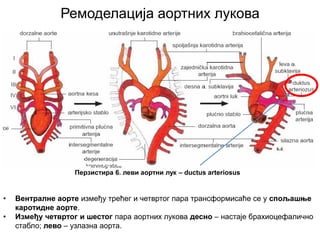 Перзистира 6. леви аортни лук – ductus arteriosus
Ремоделација аортних лукова
• Вентралне аорте између трећег и четвртог пара трансформисаће се у спољашње
каротидне аорте.
• Између четвртог и шестог пара аортних лукова десно – настаје брахиоцефалично
стабло; лево – узлазна аорта.
 