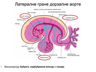 Латералне гране дорзалне аорте
• Васкуларизују бубреге, надбубрежне жлезде и гонаде.
 