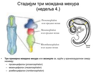 Стадијум три мождана мехура
(недеља 4.)
Prosencephalon
или предњи мозак
Mesencephalon
или средњи мозак
Rhombencephalon
или задњи мозак
• Tри примарна мождана мехура или везикуле се, идући у краниокаудалном смеру
називају:
– прозенцефалон (prosencephalon)
– мезенцефалон (mezencephalon)
– ромбенцефалон (rombencephalon)
 