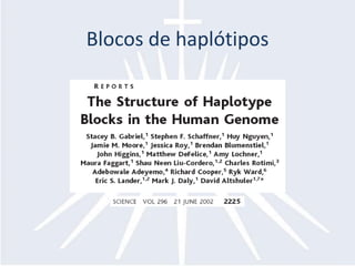 Blocos de haplótipos
 