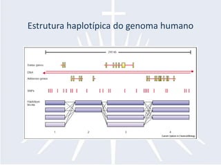 Estrutura haplotípica do genoma humano
 
