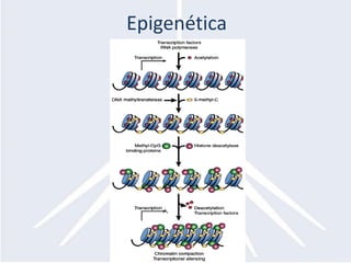 Epigenética
 