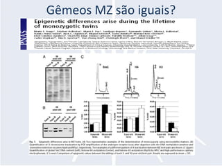 Gêmeos MZ são iguais?
 