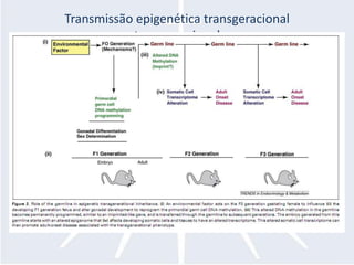 Transmissão epigenética transgeracional
           transgeracional
 