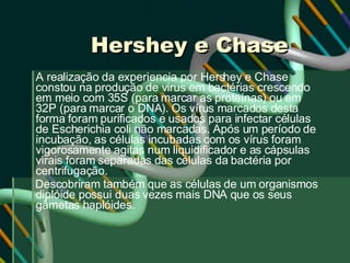 Hershey e Chase A realização da experiencia por Hershey e Chase constou na produção de virus em bactérias crescendo em meio com 35S (para marcar as proteínas) ou em 32P (para marcar o DNA). Os vírus marcados desta forma foram purificados e usados para infectar células de Escherichia coli não marcadas. Após um período de incubação, as células incubadas com os vírus foram vigorosamente agitas num liquidificador e as cápsulas virais foram separadas das células da bactéria por centrifugação.  Descobriram também que as células de um organismos diplóide possui duas vezes mais DNA que os seus gâmetas haplóides.   