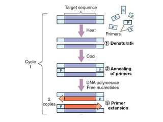 Recombinant dna technology 2017 cloning and pcr | PPTX