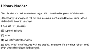Anatomy_ of_Female_ pelvic_ organs.pptx. | PPTX