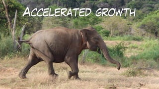 Accelerated growth
 