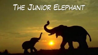 The Junior Elephant
 