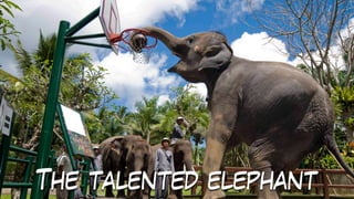 The talented elephant
 