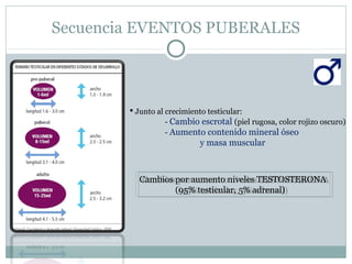 Secuencia EVENTOS PUBERALES
 Junto al crecimiento testicular:
- Cambio escrotal (piel rugosa, color rojizo oscuro)
- Aumento contenido mineral óseo
y masa muscular
Cambios por aumento niveles TESTOSTERONA
(95% testicular, 5% adrenal)
Cambios por aumento niveles TESTOSTERONA
(95% testicular, 5% adrenal)
 