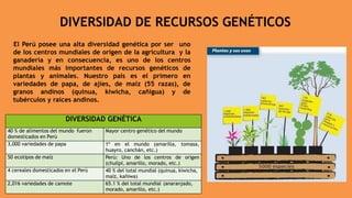 DIVERSIDAD DE RECURSOS GENÉTICOS
El Perú posee una alta diversidad genética por ser uno
de los centros mundiales de origen de la agricultura y la
ganadería y en consecuencia, es uno de los centros
mundiales más importantes de recursos genéticos de
plantas y animales. Nuestro país es el primero en
variedades de papa, de ajíes, de maíz (55 razas), de
granos andinos (quinua, kiwicha, cañigua) y de
tubérculos y raíces andinos.
DIVERSIDAD GENÉTICA
40 % de alimentos del mundo fueron
domesticados en Perú
Mayor centro genético del mundo
3,000 variedades de papa 1º en el mundo (amarilla, tomasa,
huayro, canchán, etc.)
50 ecotipos de maíz Perú: Uno de los centros de origen
(chullpi, amarillo, morado, etc.)
4 cereales domesticados en el Perú 40 % del total mundial (quinua, kiwicha,
maíz, kañiwa)
2,016 variedades de camote 65.1 % del total mundial (anaranjado,
morado, amarillo, etc.)
 