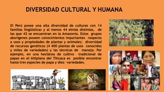 DIVERSIDAD CULTURAL Y HUMANA
El Perú posee una alta diversidad de culturas con 14
familias lingüísticas y al menos 44 etnias distintas, de
las que 42 se encuentran en la Amazonía. Estos grupos
aborígenes poseen conocimientos importantes respecto
a usos y propiedades de plantas y animales; diversidad
de recursos genéticos (4 400 plantas de usos conocidos
y miles de variedades) y las técnicas de manejo. Por
ejemplo, en una hectárea de cultivo tradicional de
papas en el Altiplano del Titicaca es posible encontrar
hasta tres especies de papa y diez variedades.
 