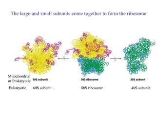 iochemisty Translation (protei synthesis) | PPT