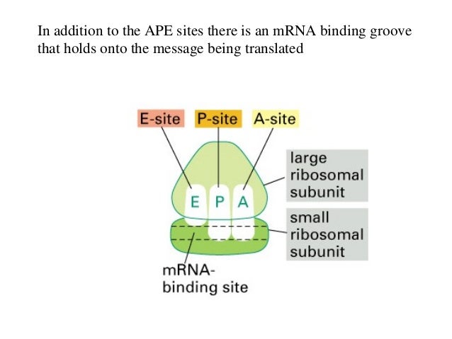 the sites of protien synthesis