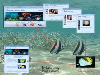 Chaetodon auriga ?
E-Learning
Projet e-poissons
 