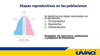 Se identifican tres etapas relacionadas con
la reproducción:
1. Prerreproductiva
2. Reproductiva
3. Postreproductiva
Pirámides de estructura poblacional
o polígonos de frecuencia.
Etapas reproductivas en las poblaciones
 