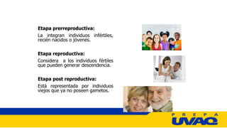 Etapa prerreproductiva:
La integran individuos infértiles,
recién nacidos o jóvenes.
Etapa reproductiva:
Considera a los individuos fértiles
que pueden generar descendencia.
Etapa post reproductiva:
Está representada por individuos
viejos que ya no poseen gametos.
 