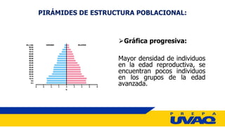 ⮚Gráfica progresiva:
Mayor densidad de individuos
en la edad reproductiva, se
encuentran pocos individuos
en los grupos de la edad
avanzada.
PIRÁMIDES DE ESTRUCTURA POBLACIONAL:
 