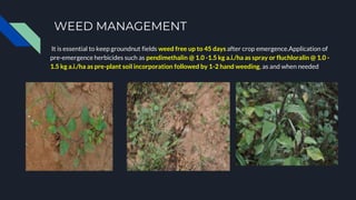 Weeding Groundnuts PRODUCTION TECHNOLOGY OF GROUNDNUT | PPTX