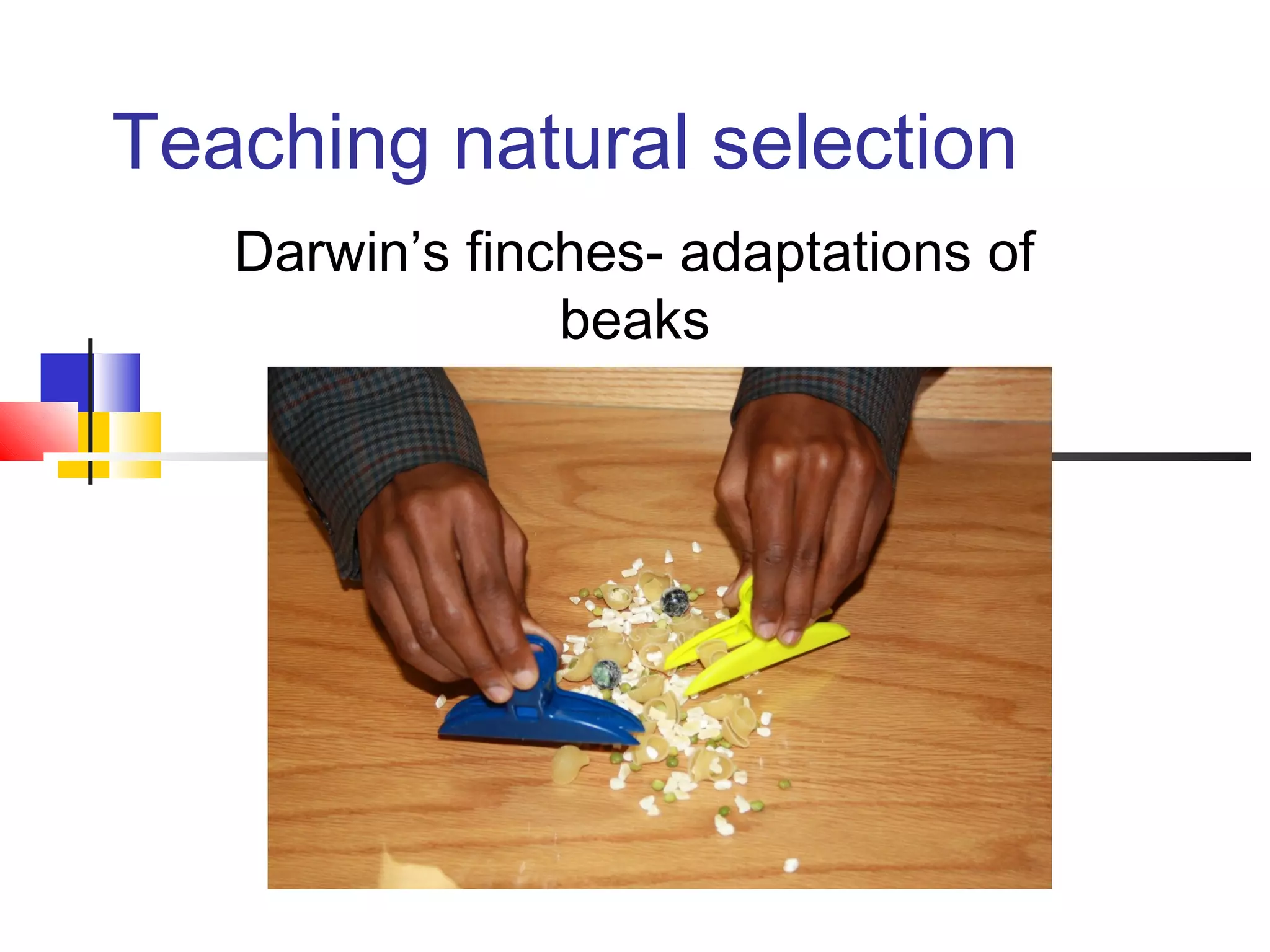 Teaching natural selection
Darwin’s finches- adaptations of
beaks
 