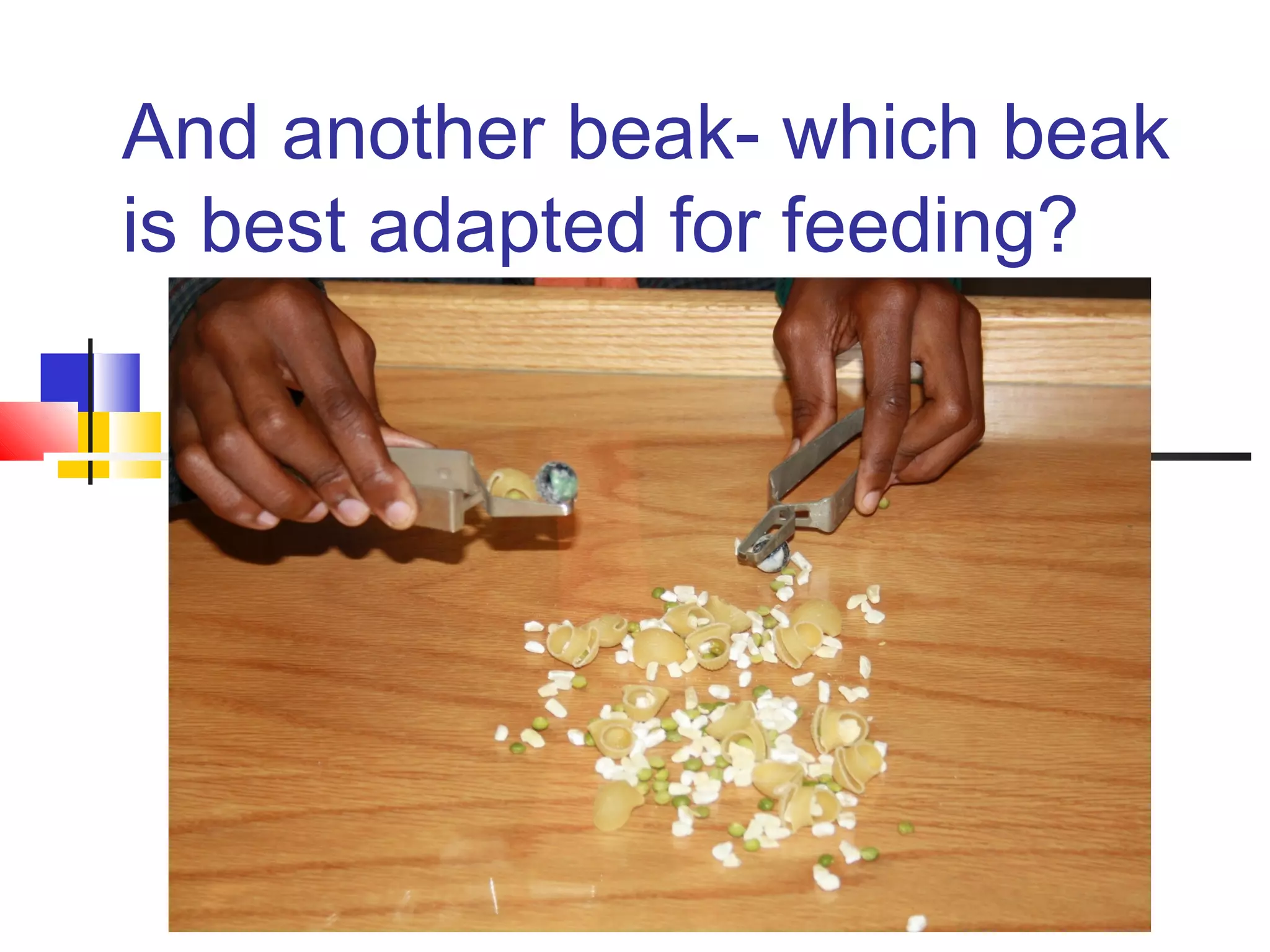 And another beak- which beak
is best adapted for feeding?
 