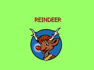 REINDEER 