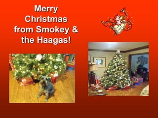 MerryChristmasfrom Smokey &the Haagas!