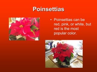 PoinsettiasPoinsettias can be red, pink, or white, but red is the most popular color. 