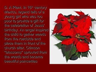 D. A Plant. In 16th century
Mexico, legend tells of a
young girl who was too
poor to provide a gift for
the celebration of Jesus'
birthday. An angel inspired
the child to gather weeds
from the roadside and
place them in front of the
church altar. Crimson
"blossoms" sprouted from
the weeds and became
beautiful poinsettias
 