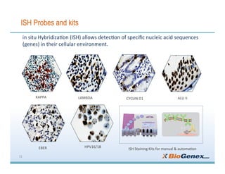 13
ISH Probes and kits
in	situ	Hybridiza3on	(ISH)	allows	detec3on	of	speciﬁc	nucleic	acid	sequences	
(genes)	in	their	cellular	environment.	
HPV16/18	
ALU	II	CYCLIN	D1	KAPPA	 LAMBDA	
EBER	 ISH	Staining	Kits	for	manual	&	automa3on	
 