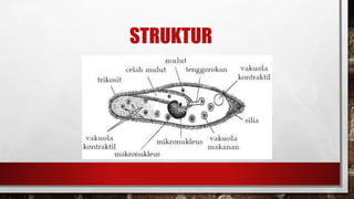 STRUKTUR
 