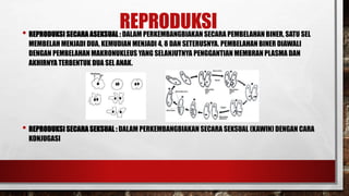REPRODUKSI• REPRODUKSI SECARA ASEKSUAL : DALAM PERKEMBANGBIAKAN SECARA PEMBELAHAN BINER, SATU SEL
MEMBELAH MENJADI DUA, KEMUDIAN MENJADI 4, 8 DAN SETERUSNYA. PEMBELAHAN BINER DIAWALI
DENGAN PEMBELAHAN MAKRONUKLEUS YANG SELANJUTNYA PENGGANTIAN MEMBRAN PLASMA DAN
AKHIRNYA TERBENTUK DUA SEL ANAK.
• REPRODUKSI SECARA SEKSUAL : DALAM PERKEMBANGBIAKAN SECARA SEKSUAL (KAWIN) DENGAN CARA
KONJUGASI
 