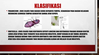 KLASIFIKASI
• PARAMECIUM : JENIS CILIATA YANG BAGIAN UJUNG DEPANNYA TUMPUL, SEDANGKAN PADA BAGIAN BELAKANG
MERUNCING SEHINGGA TAMPAK BERBENTUK SANDAL ATAU SEPATU.
• VORTICELLA : JENIS CILIATA YANG BENTUKNYA SEPERTI LONCENG DAN BERTANGKAI PANJANG DENGAN BENTUK
LURUS ATAU SPIRAL YANG TERDAPAT SILIA DISEKITAR MULUTNYA. HIDUP BERADA DI AIR TAWAR, MENEMPEL
DENGAN TANGKAI BATANG YANG SIFATNYA KONTRAKTIL DAN SUBSTRAK. MAKANANNYA BERUPA BAKTERI
ATAU SISA-SISA BAHAN ORGANIK YANG MASUK BERSAMA ALIRAN AIR MELALUI CELAH MULUTNYA.
 