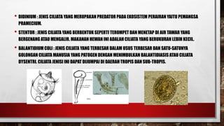 • DIDINIUM : JENIS CILIATA YANG MERUPAKAN PREDATOR PADA EKOSISTEM PERAIRAN YAITU PEMANGSA
PRAMECIUM.
• STENTOR : JENIS CILIATA YANG BERBENTUK SEPERTI TEROMPET DAN MENETAP DI AIR TAWAR YANG
BERGENANG ATAU MENGALIR. MAKANAN HEWAN INI ADALAH CILIATA YANG BERUKURAN LEBIH KECIL.
• BALANTIDIUM COLI : JENIS CILIATA YANG TERBESAR DALAM USUS TERBESAR DAN SATU-SATUNYA
GOLONGAN CILIATA MANUSIA YANG PATOGEN DENGAN MENIMBULKAN BALANTIDIASIS ATAU CILIATA
DYSENTRI. CILIATA JENISI INI DAPAT DIJUMPAI DI DAERAH TROPIS DAN SUB-TROPIS.
 